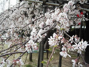 京都競馬場のサクラ